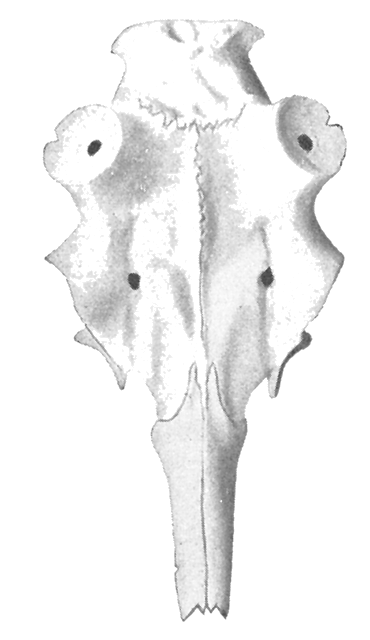 Rothirschschädel mit Nasenbein Modell A